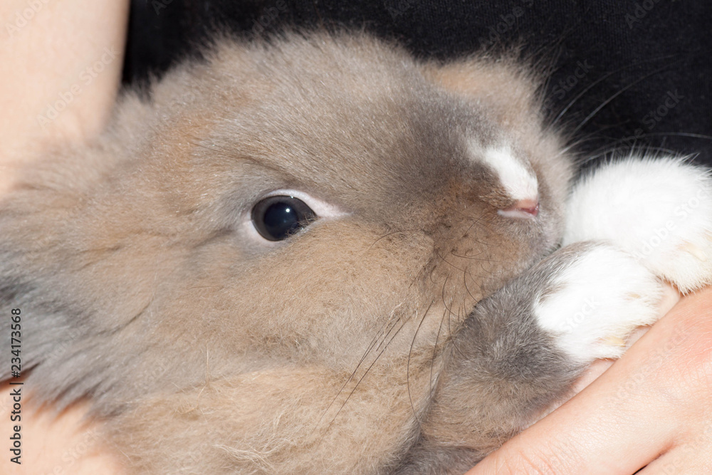 human holds in his hand a beautiful fluffy light brown Dutch dwarf rabbit. human holds in his hand a beautiful fluffy light brown Dutch dwarf rabbit.