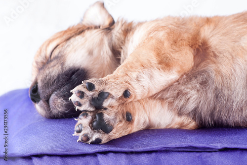 A cute purebred newborn puppy sleeps on a bed cushion for dogs.
