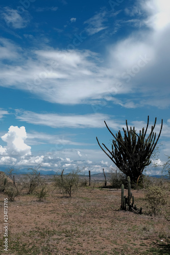 Cactus against Blue skies, Tatacoa Desert, Huila, Colombia. photo