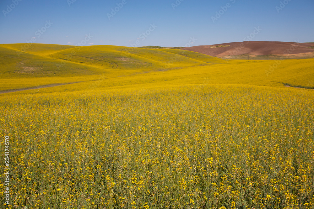 field of oilseed rape