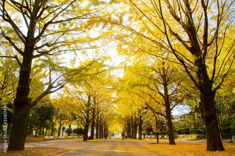 Naklejka premium Lines of gingko trees in Hibarigaoka park