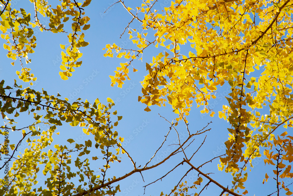Lines of gingko trees in Hikarigaoka park Lines of gingko trees in Hikarigaoka park