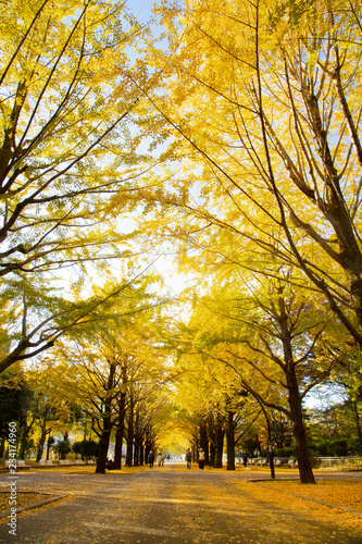 Canvas Print Lines of gingko trees in Hikarigaoka park
