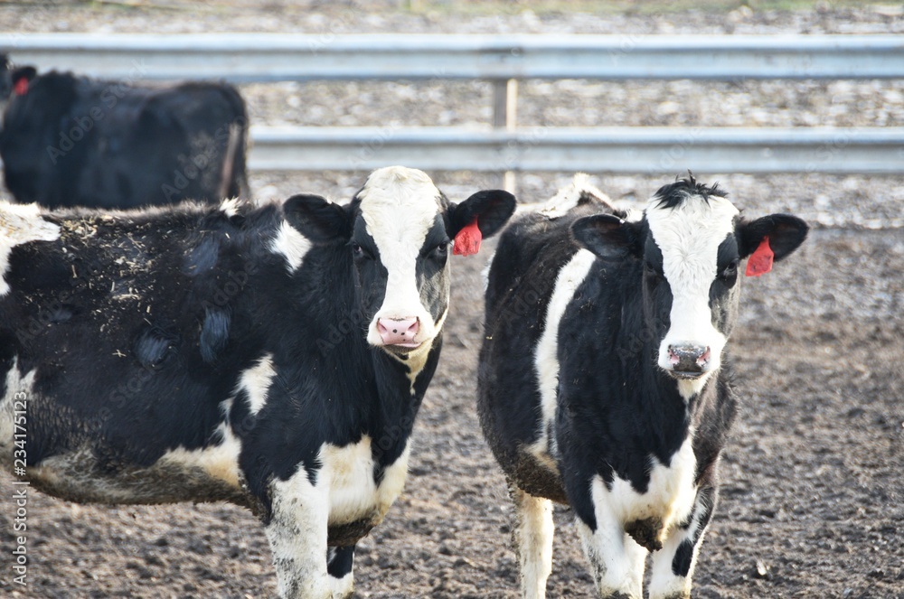 Dairy Cows Dairy Cows