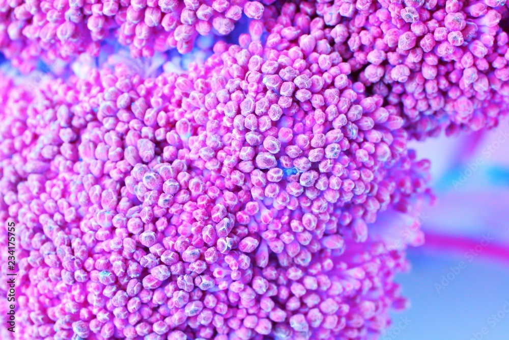 Broccoli in vibrant bold gradient holographic neon colors. Concept art. Minimal surrealism background. Close up macro view.