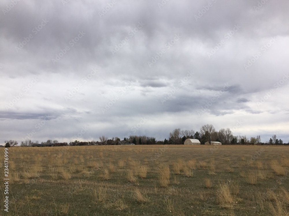Fototapeta premium tree in the field