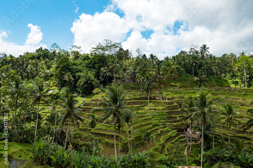Rice Terraces in Bali - Vertical Agriculture