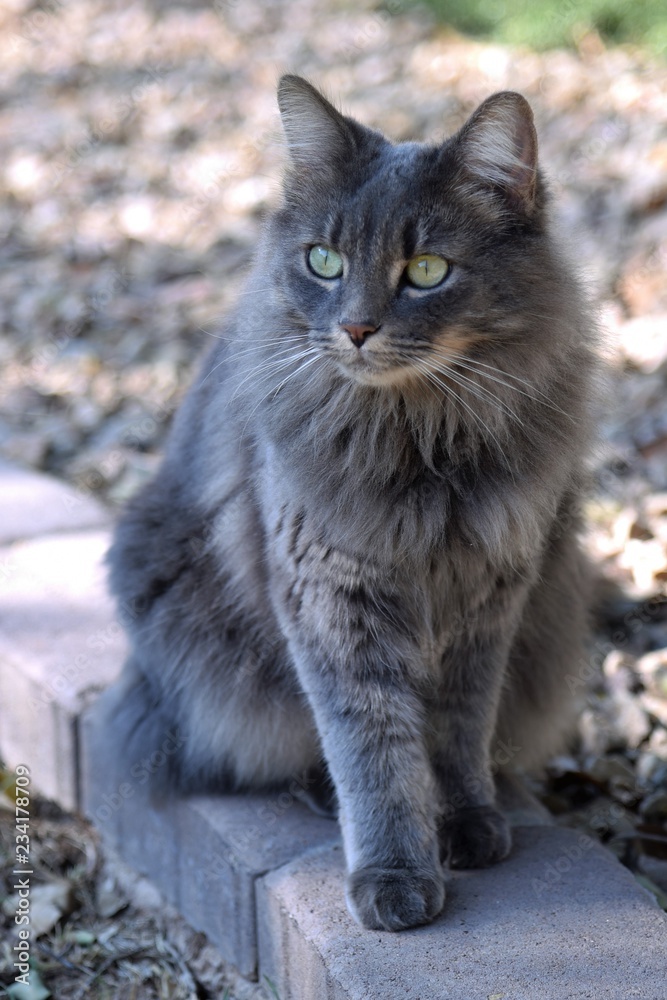 Adorable cat posing on bricks