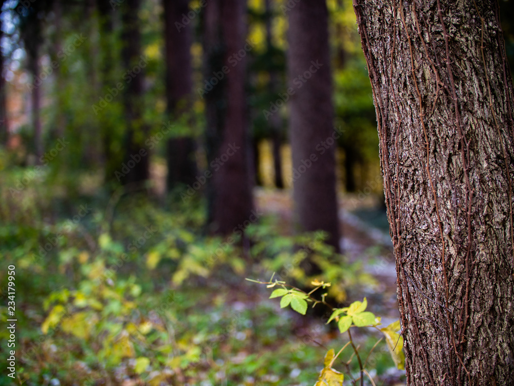 Naklejka premium tree in forest