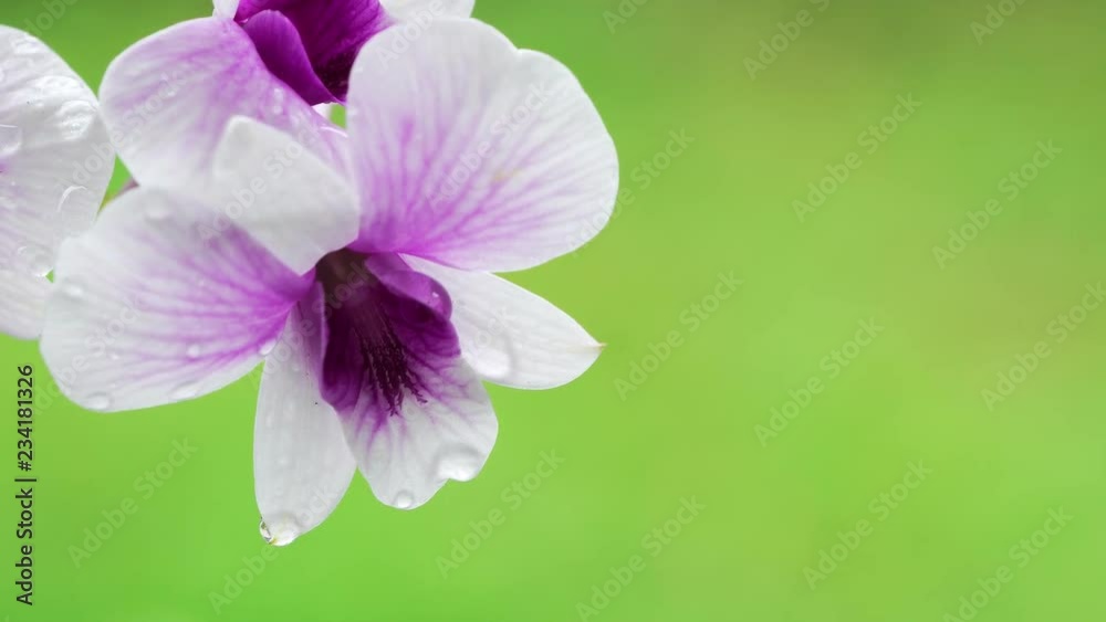 Close Up beautiful White and purple orchid flower blooming in the garden, Nature Background Close Up beautiful White and purple orchid flower blooming in the garden, Nature Background
