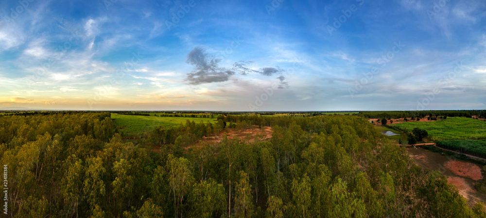 panorama aerial view from drone Reforestation of eucalyptus for production panorama aerial view from drone Reforestation of eucalyptus for production