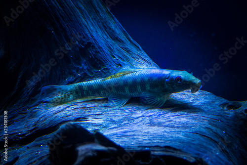 Fototapeta Naklejka Na Ścianę i Meble -  Gyrinocheilus aymonieri fish 