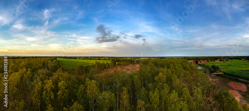 panorama aerial view from drone Reforestation of eucalyptus for production