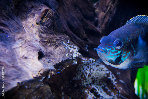 Foto Spawning Green terror fish in aquarium (Andinoacara rivulatus) beautiul, nature,