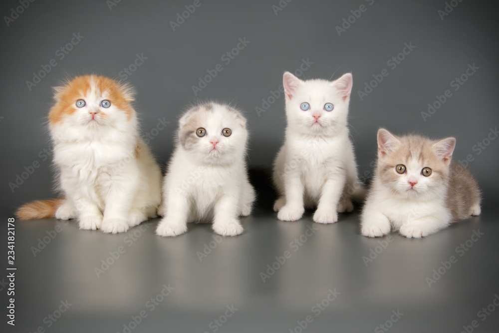 Fototapeta premium Scottish cat on colored backgrounds
