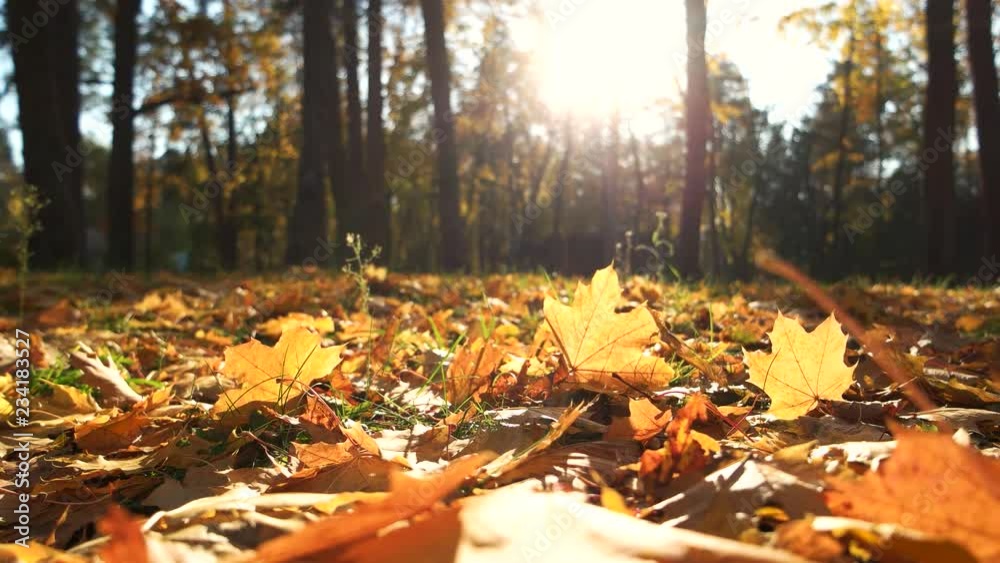 Fall foliage under sun light. Fall leaves carpeting the ground. Beautiful season in woodland. Fall foliage under sun light. Fall leaves carpeting the ground. Beautiful season in woodland.