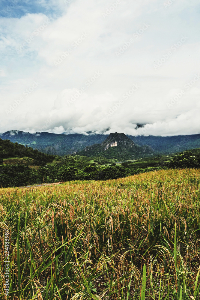 Obraz premium landscape Paddy rice field