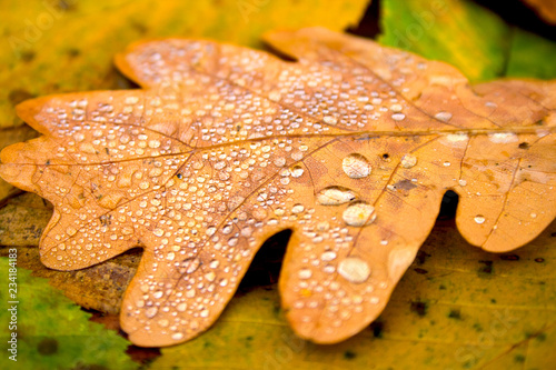 Autumn nature background. Fallen yellow gold leaf of oak with water drops