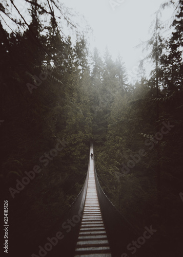 suspension bridge in forest