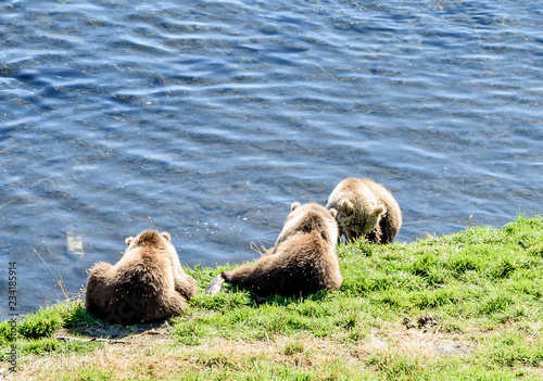 Three Wild Kodiak Bear Cubs Ursus Arctos Middendorffi PLaying on Kodiak Island Alaska photo