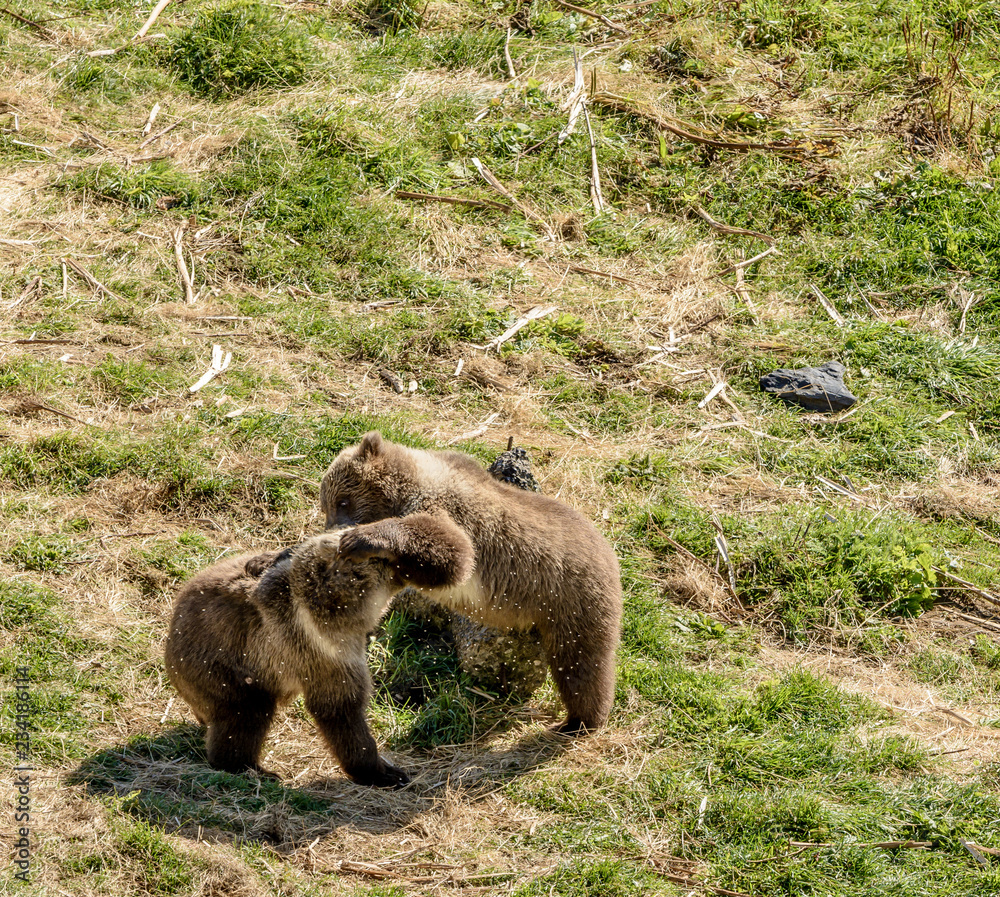 Three Wild Kodiak Bear Cubs Ursus Arctos Middendorffi PLaying on Kodiak Island Alaska