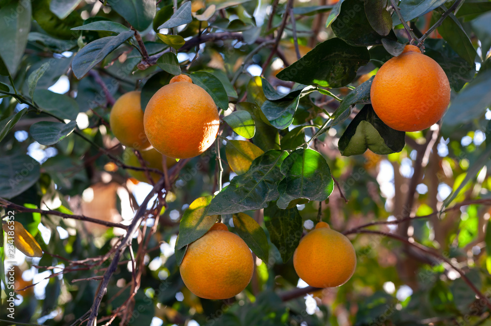 grapefruit tree