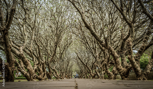 Plumeria trees tunnel at Nan province, Thailand