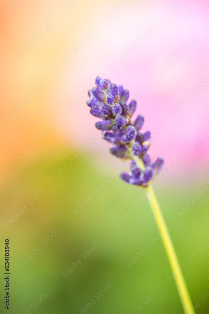 single purple lavender flower on the branch with blurry background single purple lavender flower on the branch with blurry background