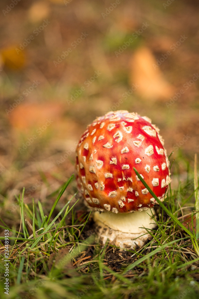small red mushroom on the grassy ground on an autumn morning small red mushroom on the grassy ground on an autumn morning