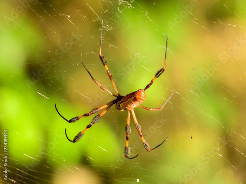Spider on web in Brazos Bend State Park © st_matty