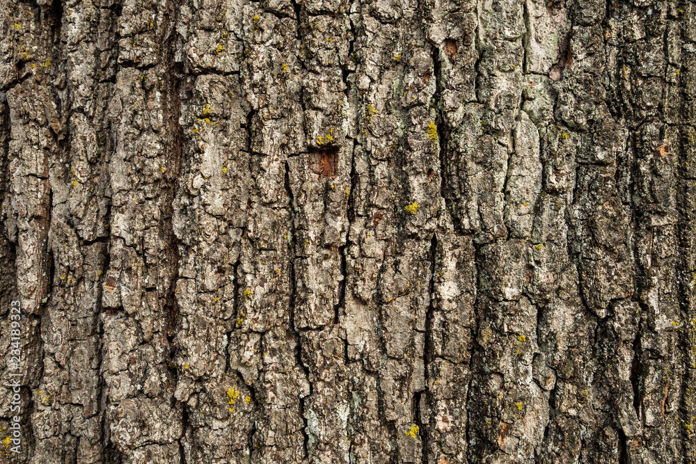 Naklejka premium rough tree bark surface texture