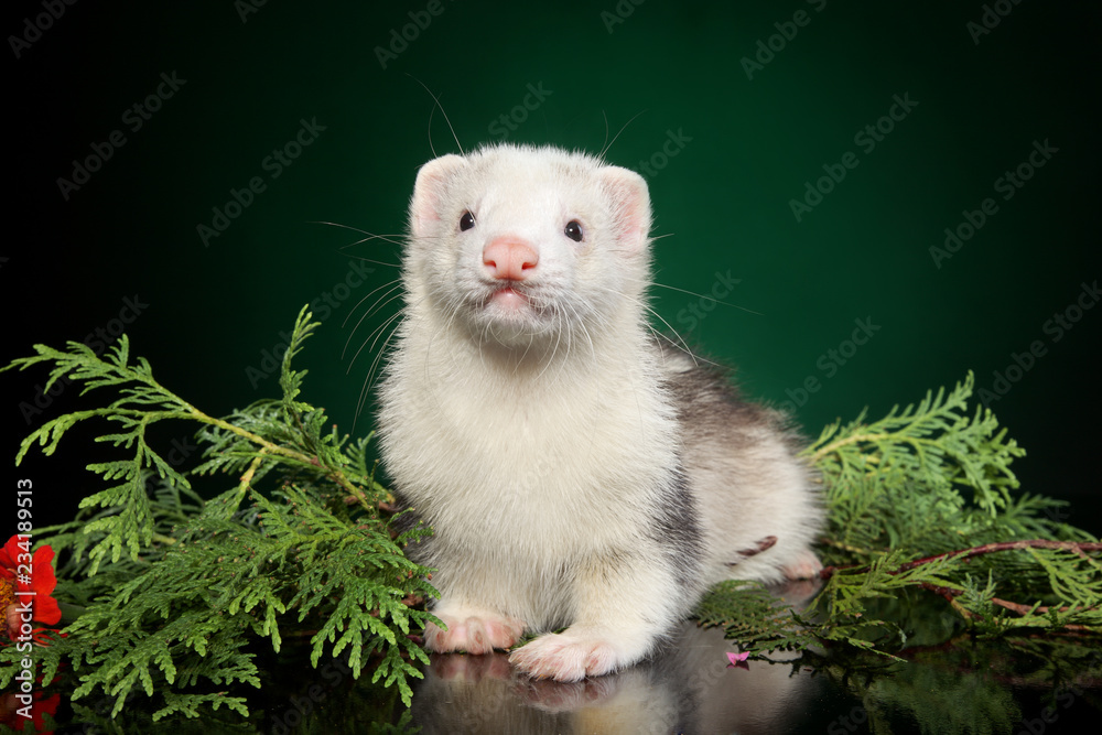 Polecat puppy lies in fern leaves Polecat puppy lies in fern leaves