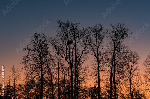 sunrise behind leafless trees under dark blue sky with orange glow from the horizon