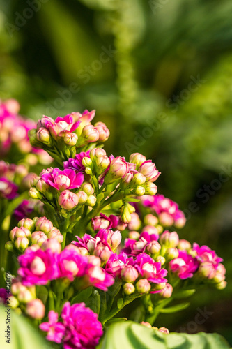 bunch of small pink flowers with green background