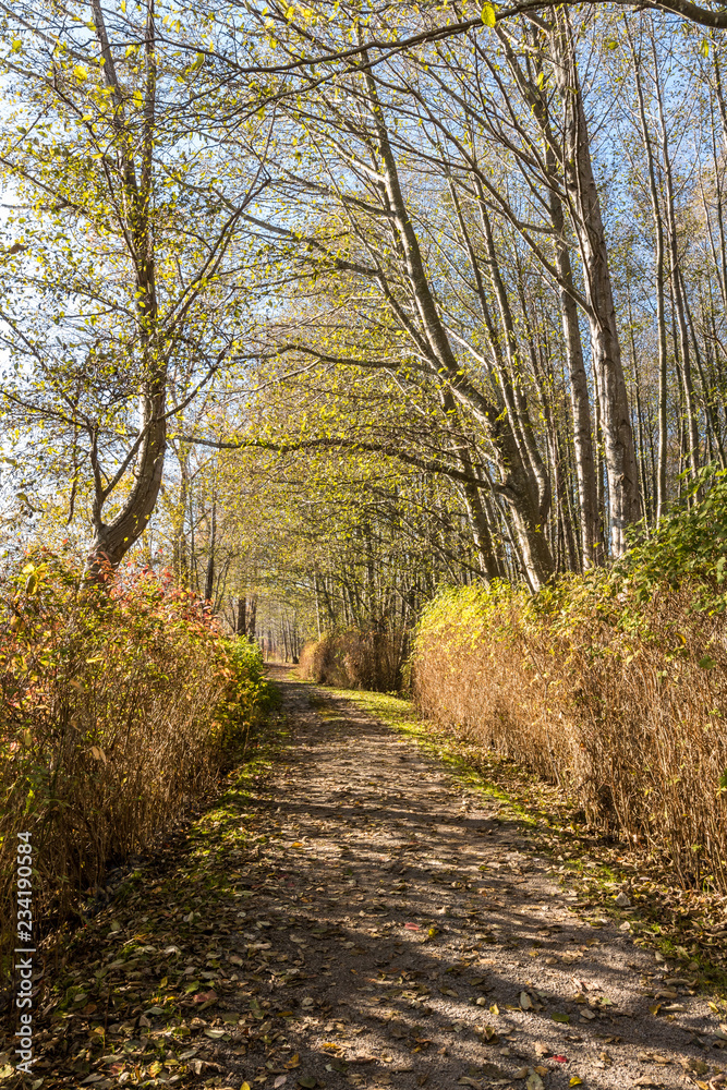trail inside forest with sunlight hitting the ground through the foliage on an autumn morning trail inside forest with sunlight hitting the ground through the foliage on an autumn morning