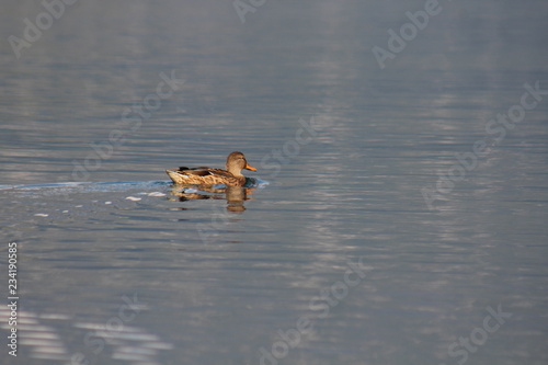 Duck in the water