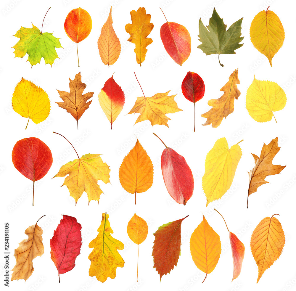 Set with autumn leaves on white background. Fall foliage
