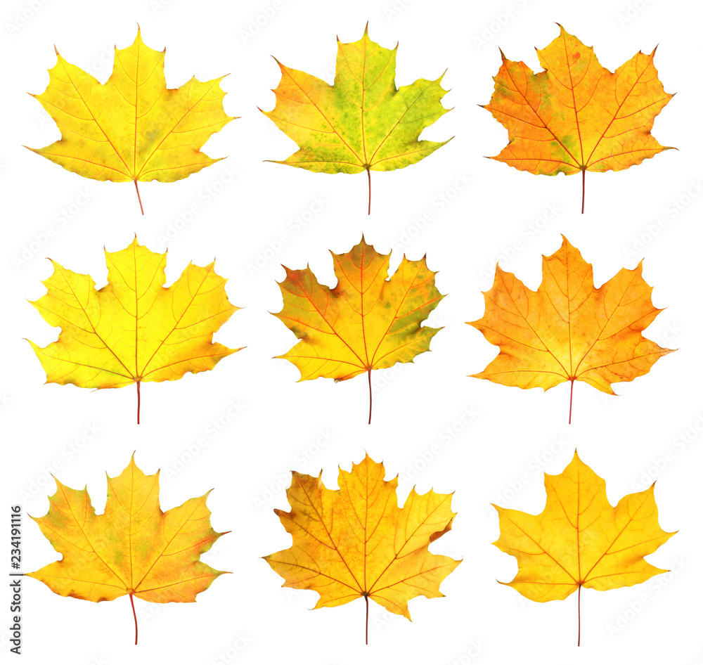 Set with autumn leaves on white background. Fall foliage Set with autumn leaves on white background. Fall foliage