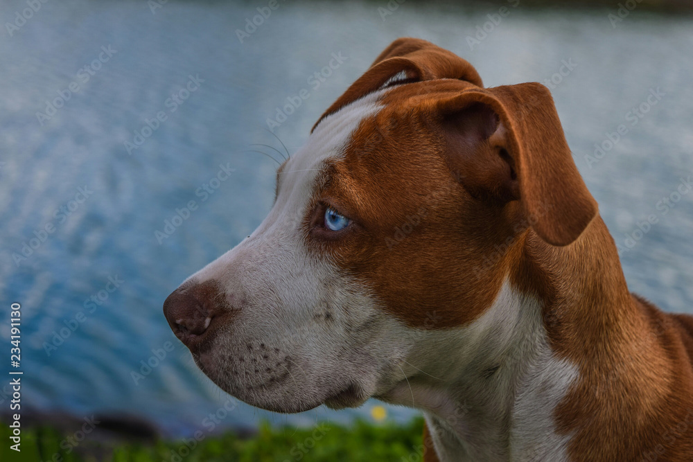 portrait of a dog portrait of a dog