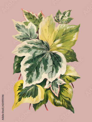 Vintage plants and leaves illustration