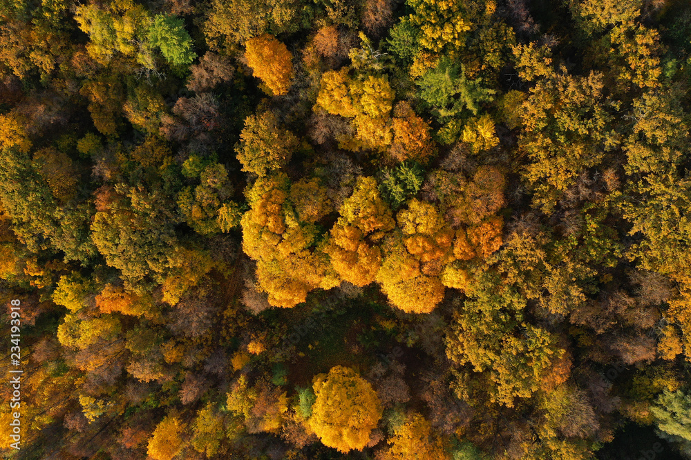 Aerial view of bright autumn forest as background Aerial view of bright autumn forest as background