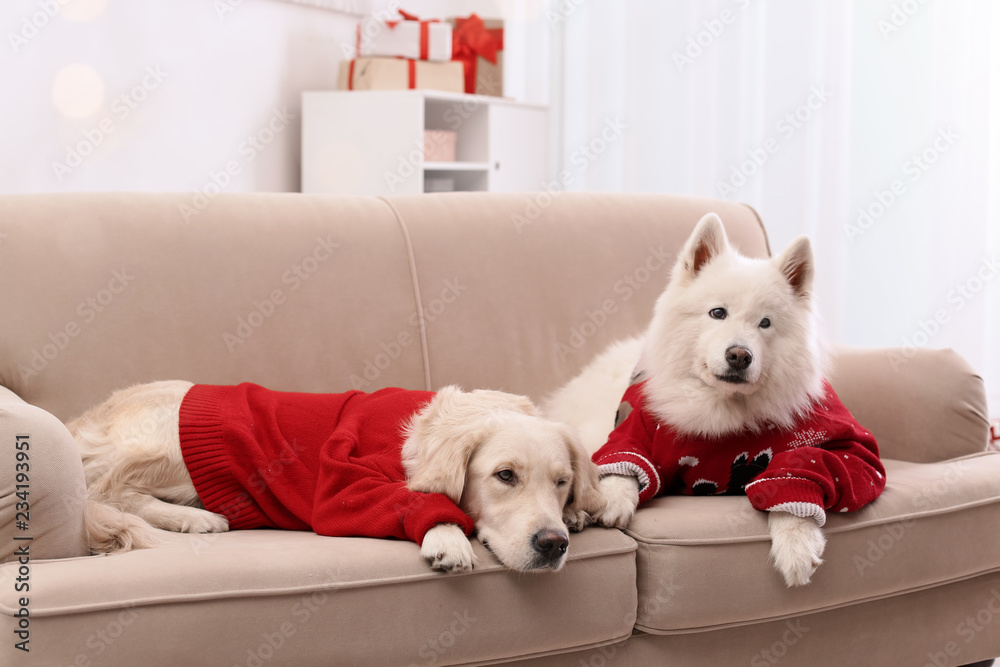 Cute dogs in warm sweaters on sofa at home. Christmas celebration Cute dogs in warm sweaters on sofa at home. Christmas celebration
