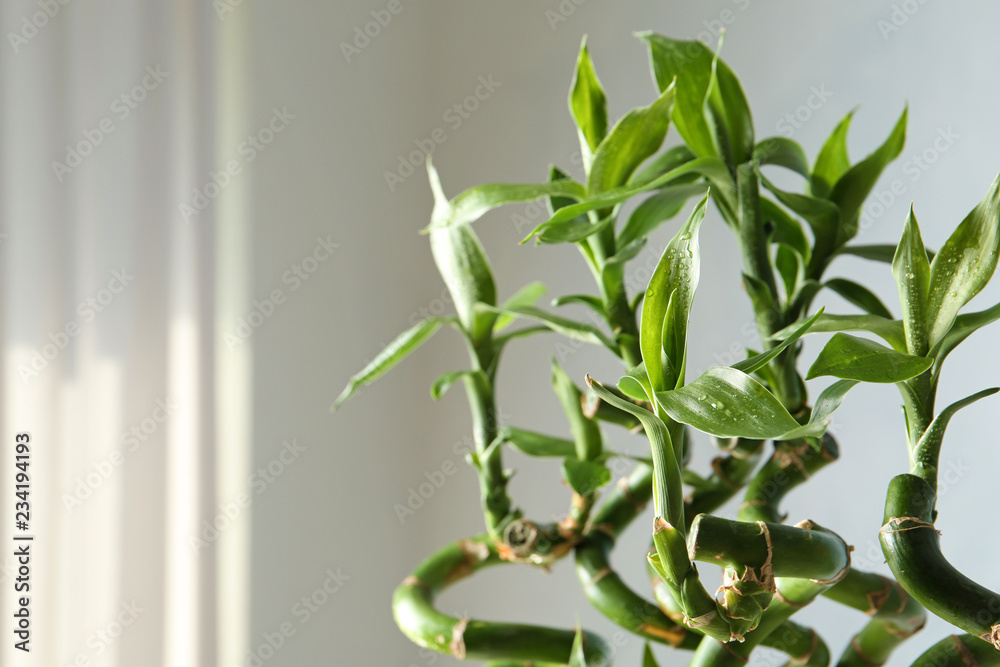 Fototapeta premium Green bamboo plant on blurred background, closeup. Space for text