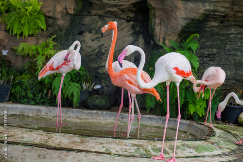 Flamingos are grouped in zoos.
