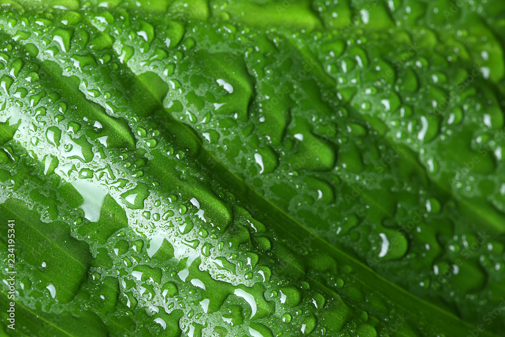 Macro view of water drops on green leaf Macro view of water drops on green leaf