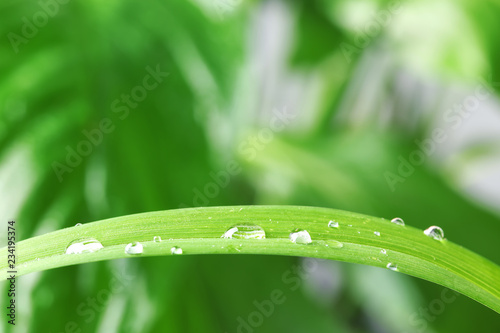 Water drops on green leaf against blurred background