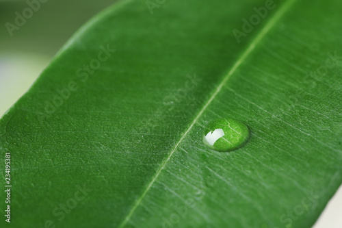 Macro view of water drop on green leaf