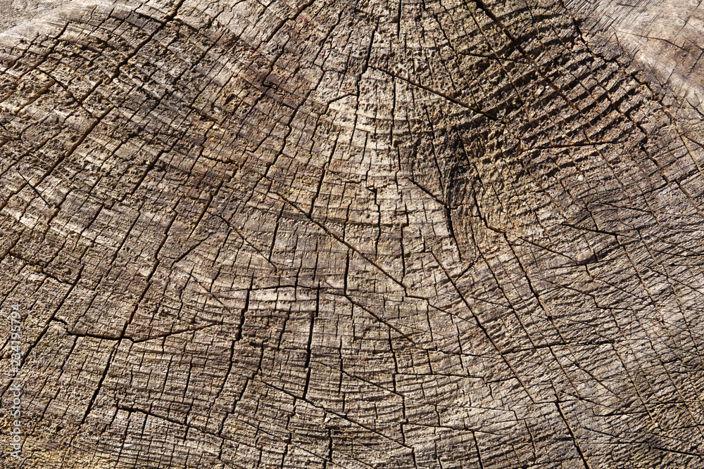 Wooden surface of stump as background, closeup