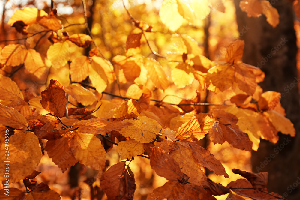 Sunlit golden leaves in autumn forest. Seasonal background Sunlit golden leaves in autumn forest. Seasonal background