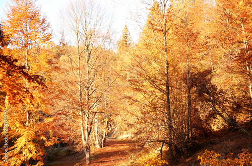 Picturesque landscape with autumn forest on sunny day
